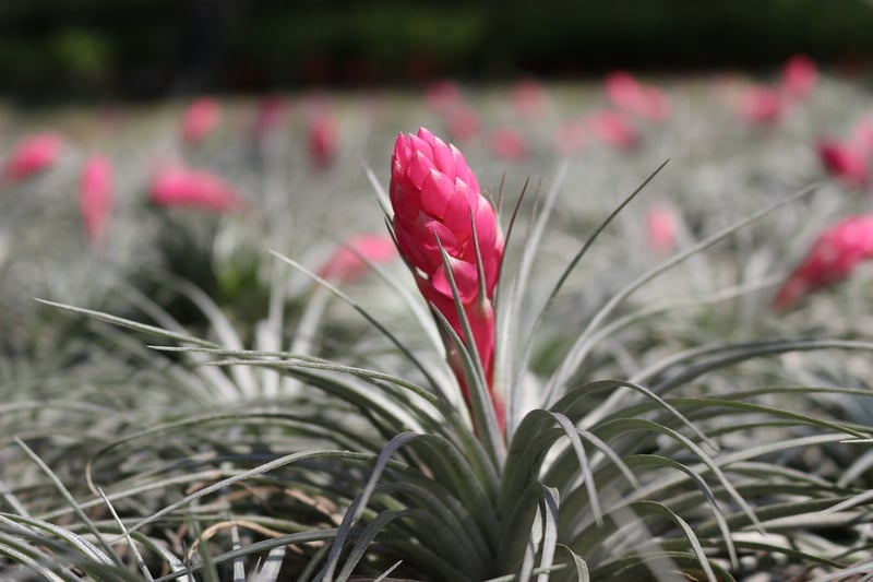 Air Plant