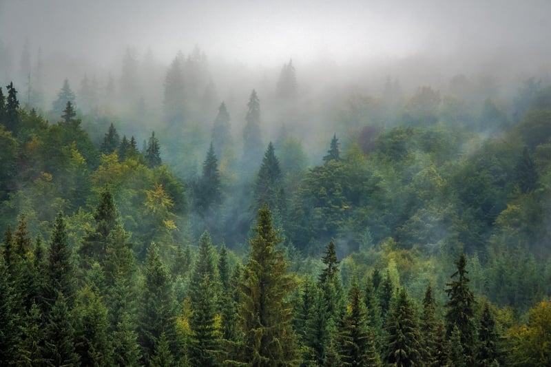 Misty Fantasy Forest